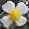 Cobra Saffron Flower