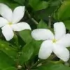 Crape jasmine flower