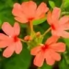 Crossandra flower