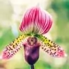 Lady Slipper Orchid Flower