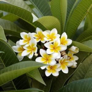 Flowers Names in Telugu ( తెలుగులో పువ్వుల పేర్లు )