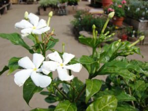 crape jasmine Flower