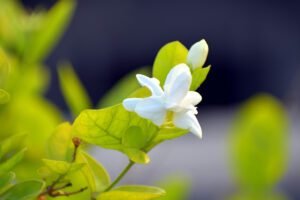 Arabian Jasmine flower