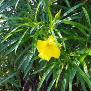 Yellow Oleander flower