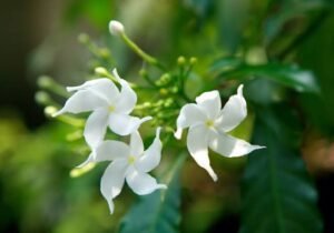 Star jasmine flower