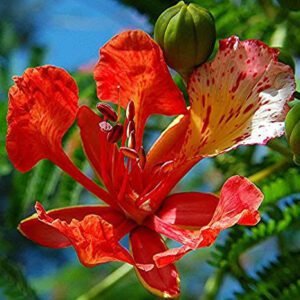 Royal poinciana flower
