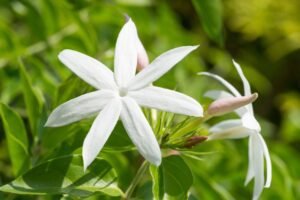 Common Jasmine Flower