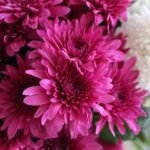 Close-up Photography of Pink Chrysanthemum Flowers