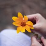 Crop faceless woman with yellow calendula flower in hands