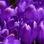 Close Up Photo of Purple Clustered Flower