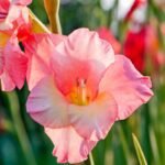 Close-Up Shot of Pink Gladiolus in Bloom