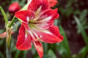 Amaryllis - flowers that start with the letter A