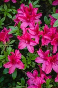azalea - flowers that start with the letter A