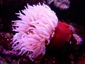 Anemone - flowers that start with the letter A