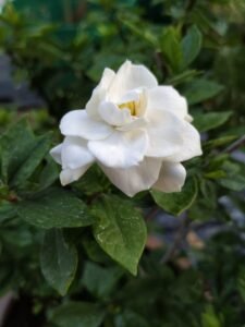 cape jasmine, bloom, flower