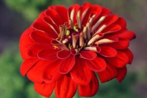 flower, zinnia, red flower