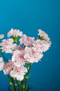 Carnation - Jan birth flower