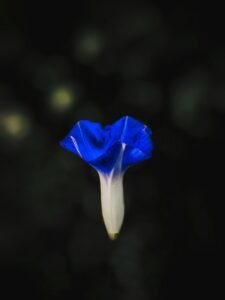 अपराजिता फूल