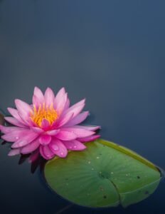 Water Lily - July birth flower