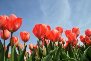 red tulip flowers under calm blue sky