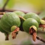 guava, green fruit, branch