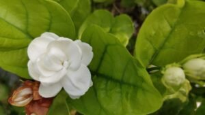 jasmine, white flower, mogra
