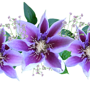 Clematis