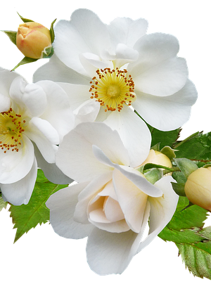 White Roses