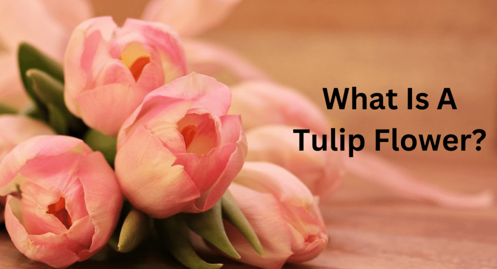 What Is A Tulip Flower