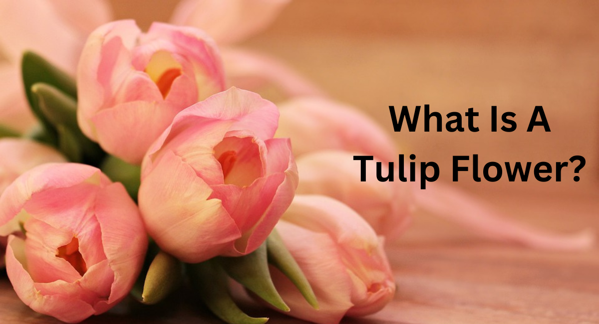 What Is A Tulip Flower? - Flowers Names