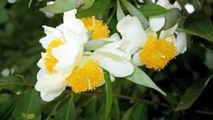 Ceylon ironwood flower