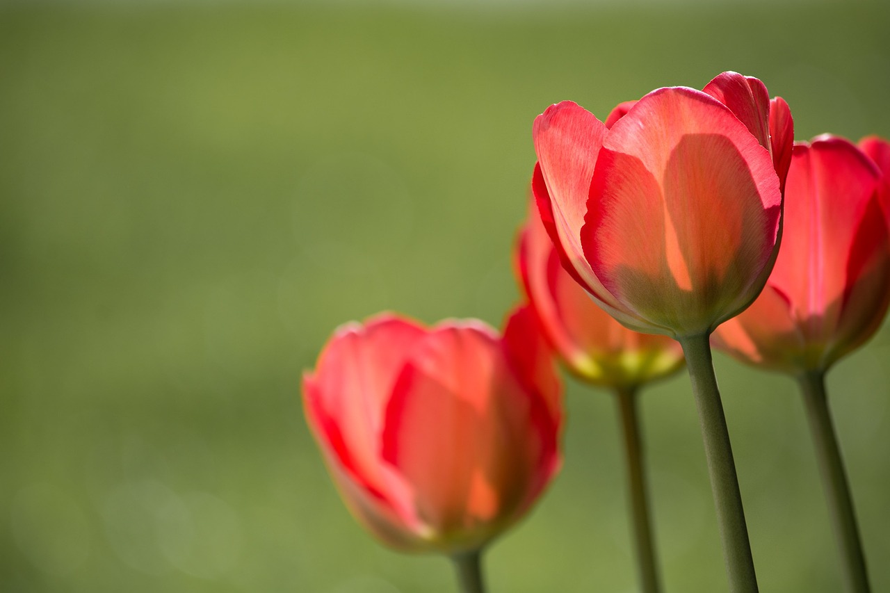 Tulip Flower