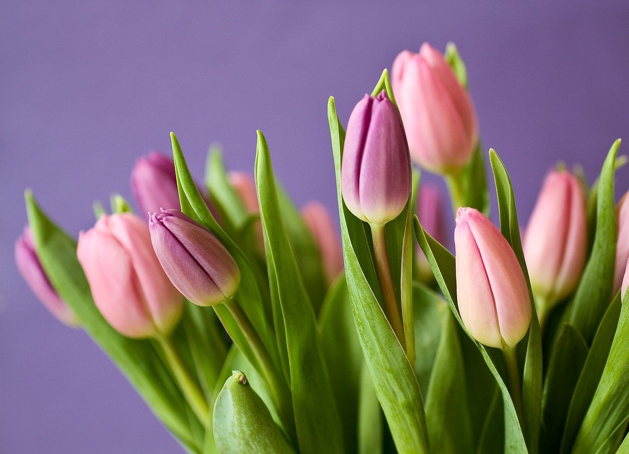  Tulip Flower In Hindi Flowers Names