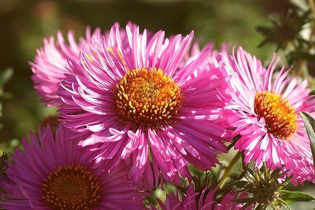 Aster Flower Aster Flower