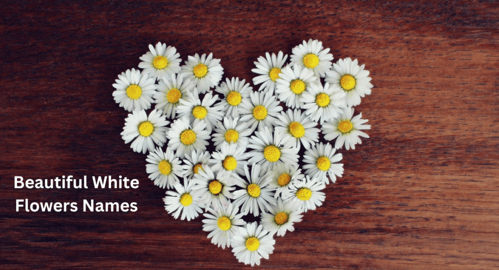 Beautiful White Flowers Names