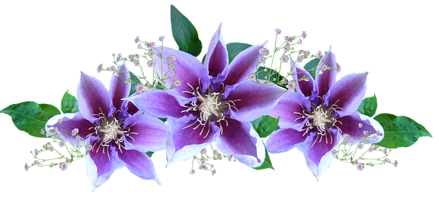 Clematis Clematis