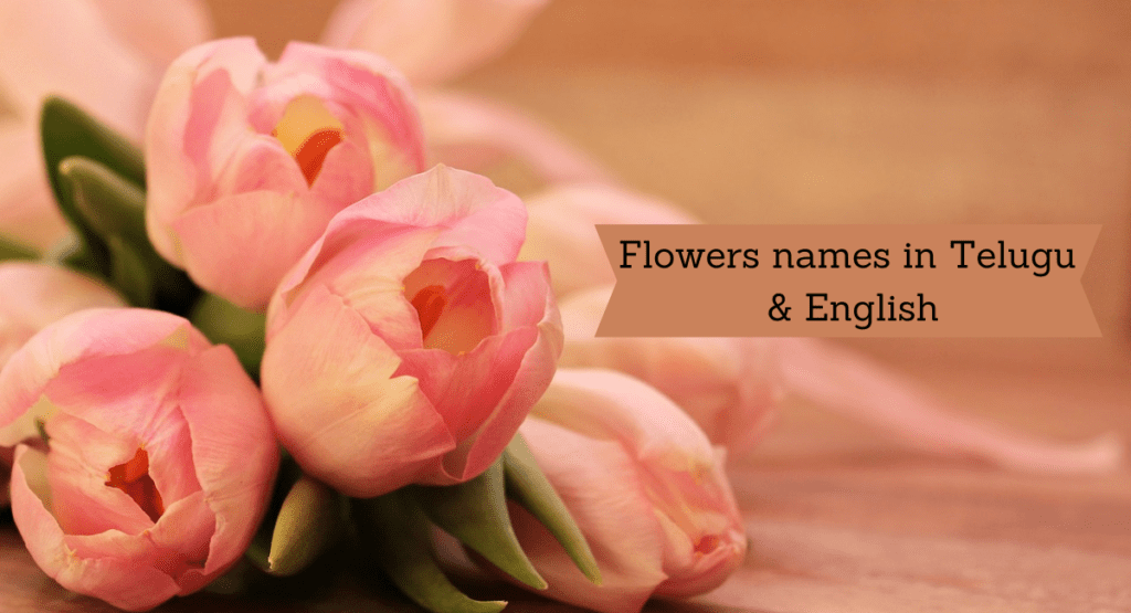 Flowers names in Telugu & English