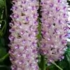 Foxtail Orchid Flower