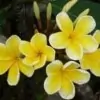 Golden Frangipani Flower