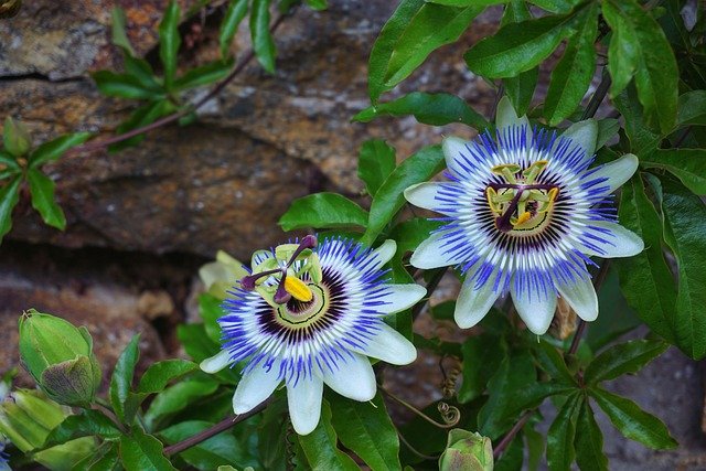Passionflower Passionflower