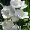 Siroi Lily Flower