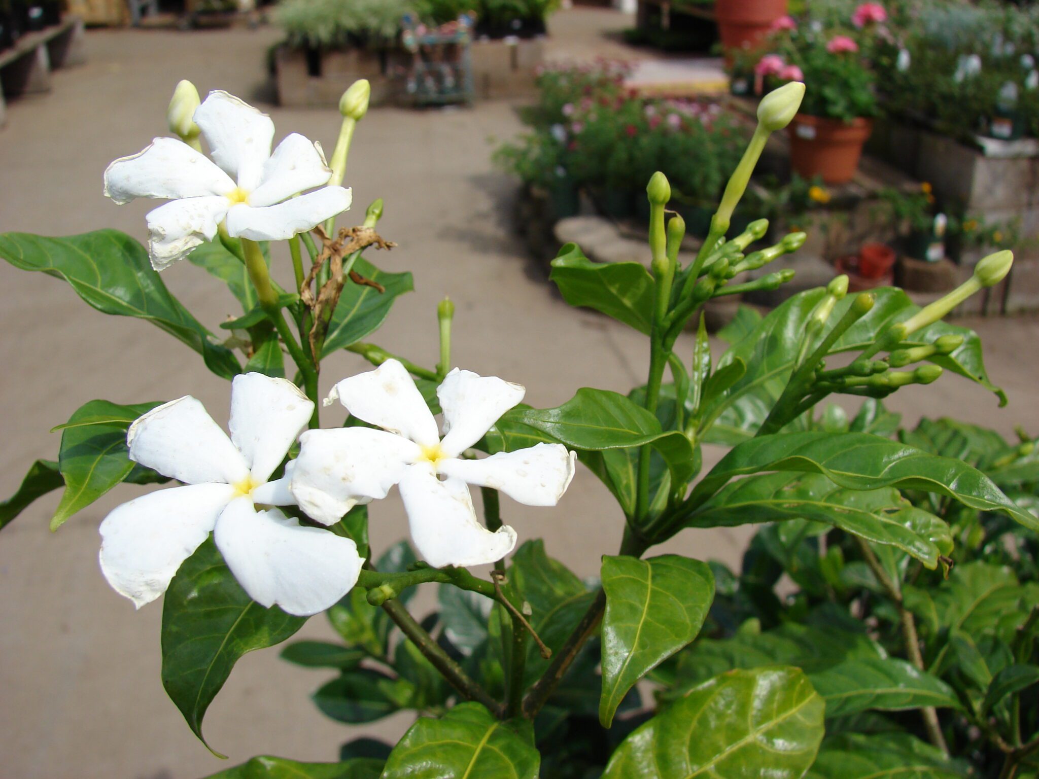 Flowers Name in Tamil and English (பூக்கள் தமிழ் மற்றும் ஆங்கிலத்தில்