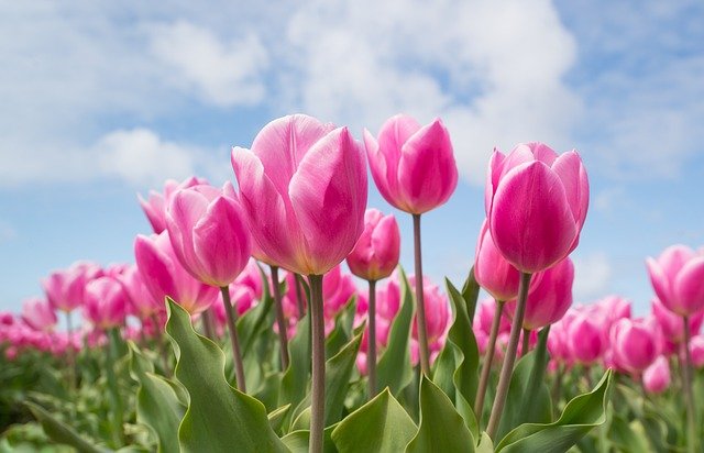 Tulips Tulips