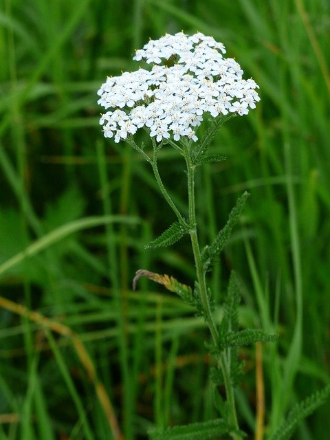 Wild Chervil Wild Chervil