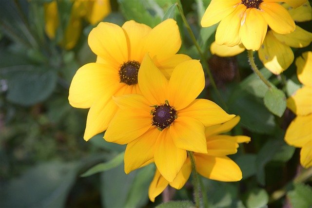 BLACK-EYED SUSAN BLACK-EYED SUSAN