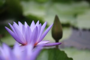 Blue Water Lily Flower