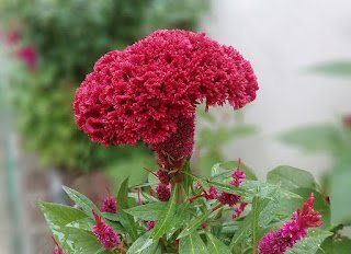 Flowers names in Telugu & English | Names of flowers in Telugu and