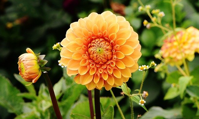 DAHLIA flower - Yellow Flower
