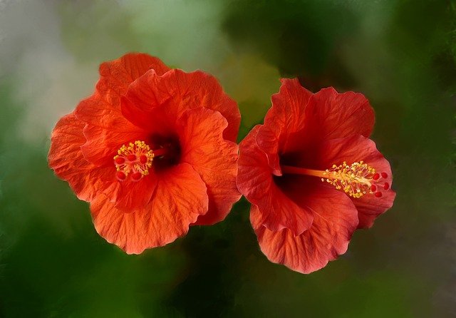 Hibiscus Hibiscus