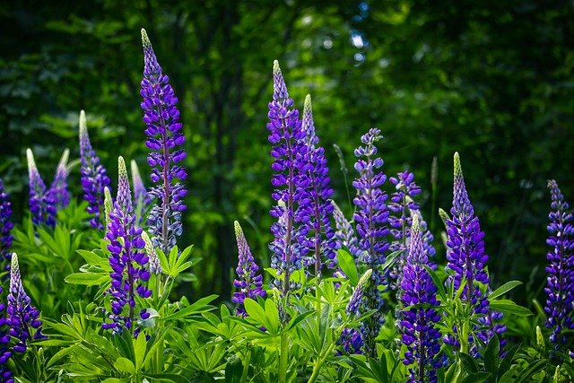 lupinsg6e914a8e2_640 lupinsg6e914a8e2_640